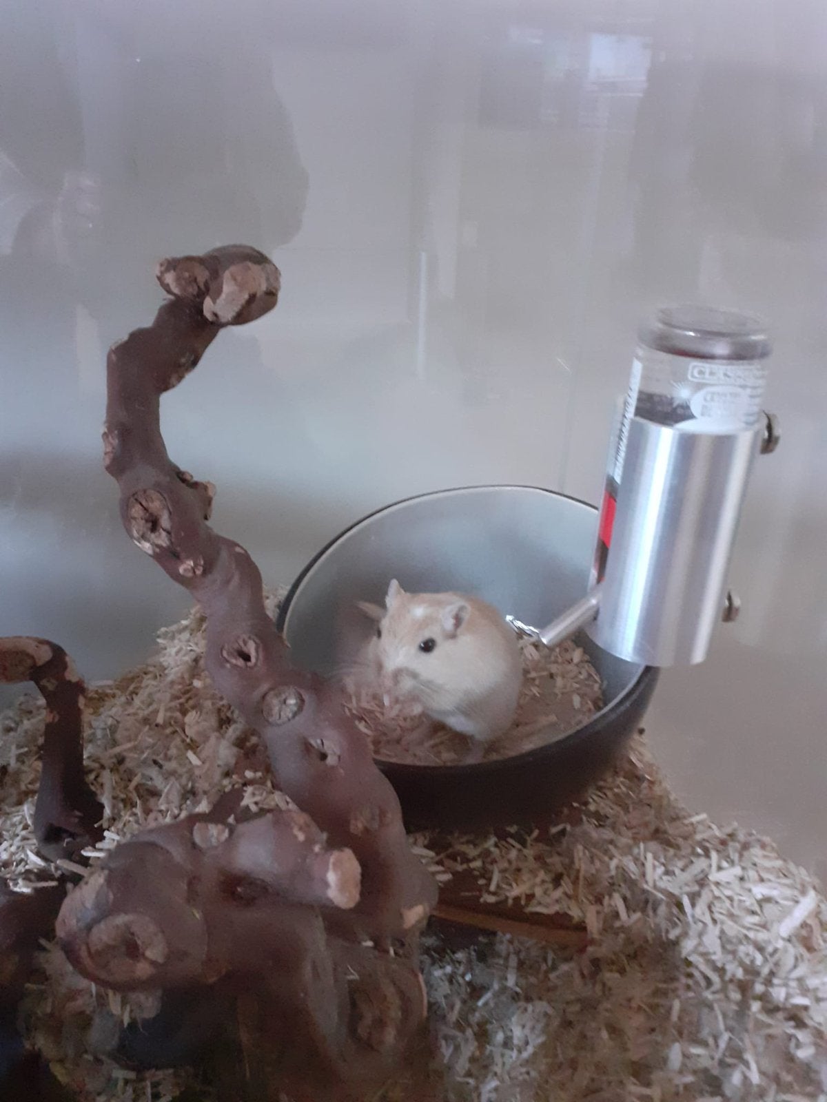 Gerbil (man), Oktober, Mannelijk, Overige typen
