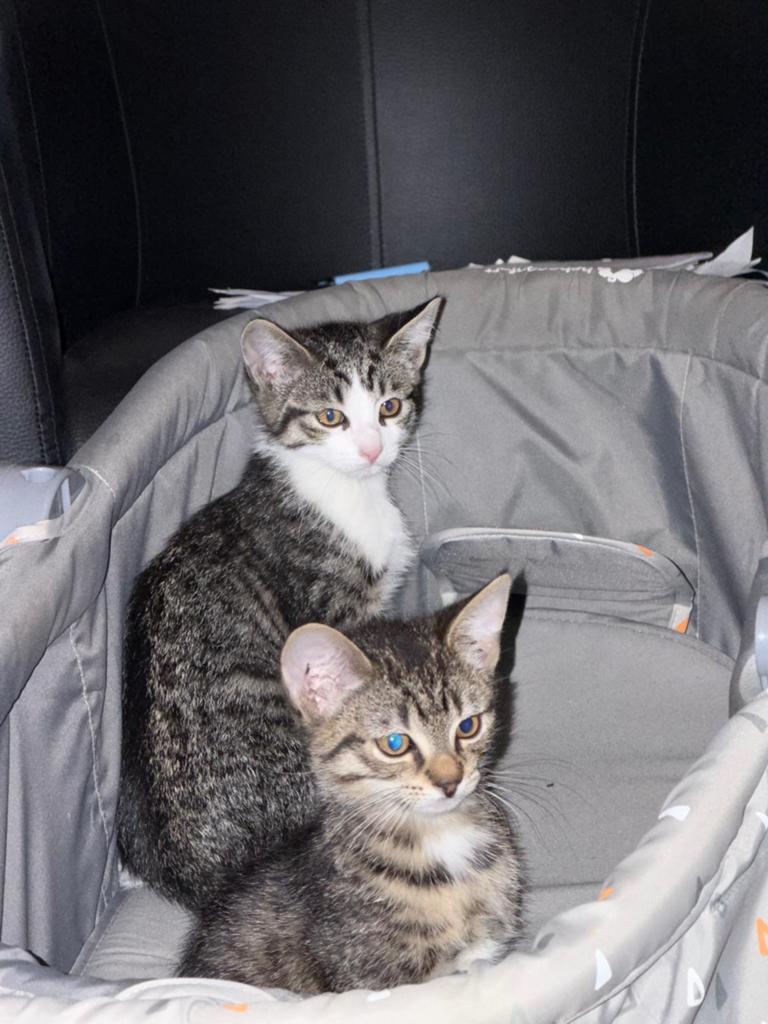 2 kittens te koop broertje en zusje van elkaar., Meerdere dieren
