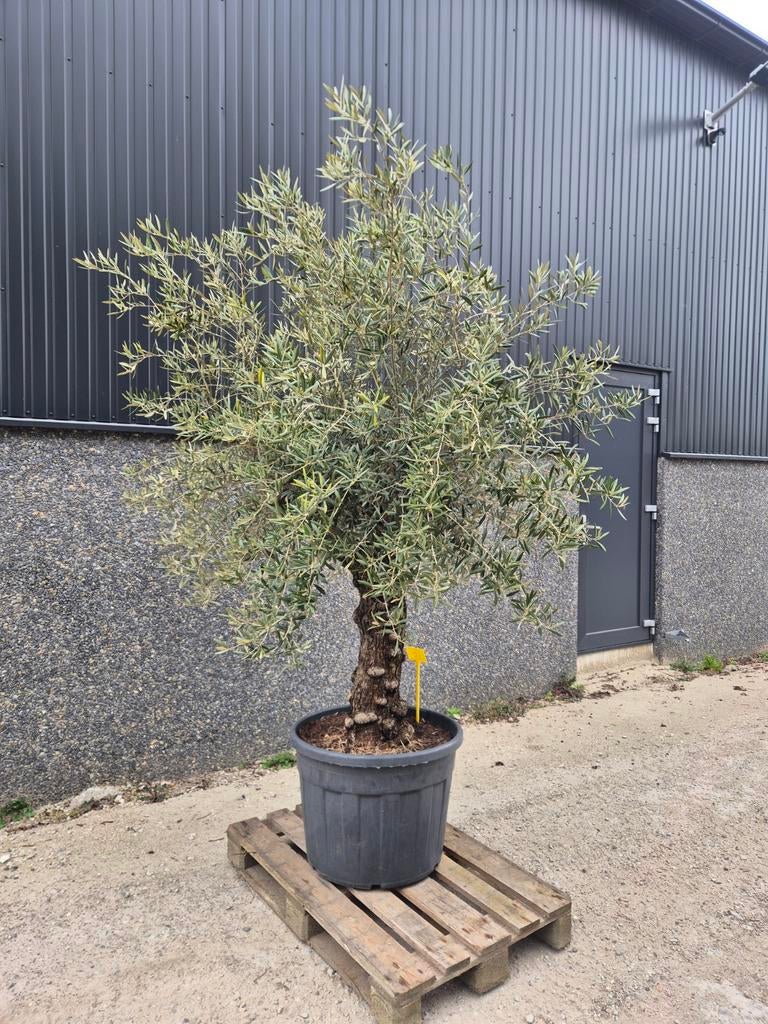 Olijfboom, Bloeit niet, 100 tot 250 cm, Olijfboom, Ophalen