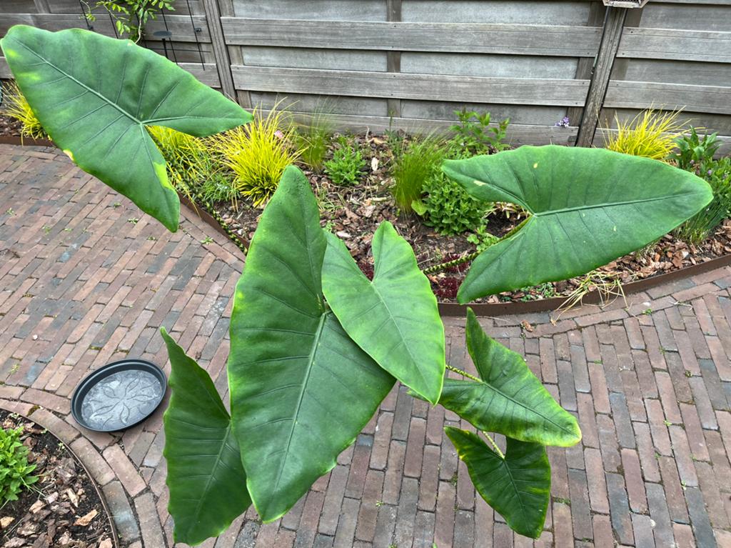 Olifantsoor - groot!, Ophalen, 100 tot 150 cm, Overige soorten, Halfschaduw