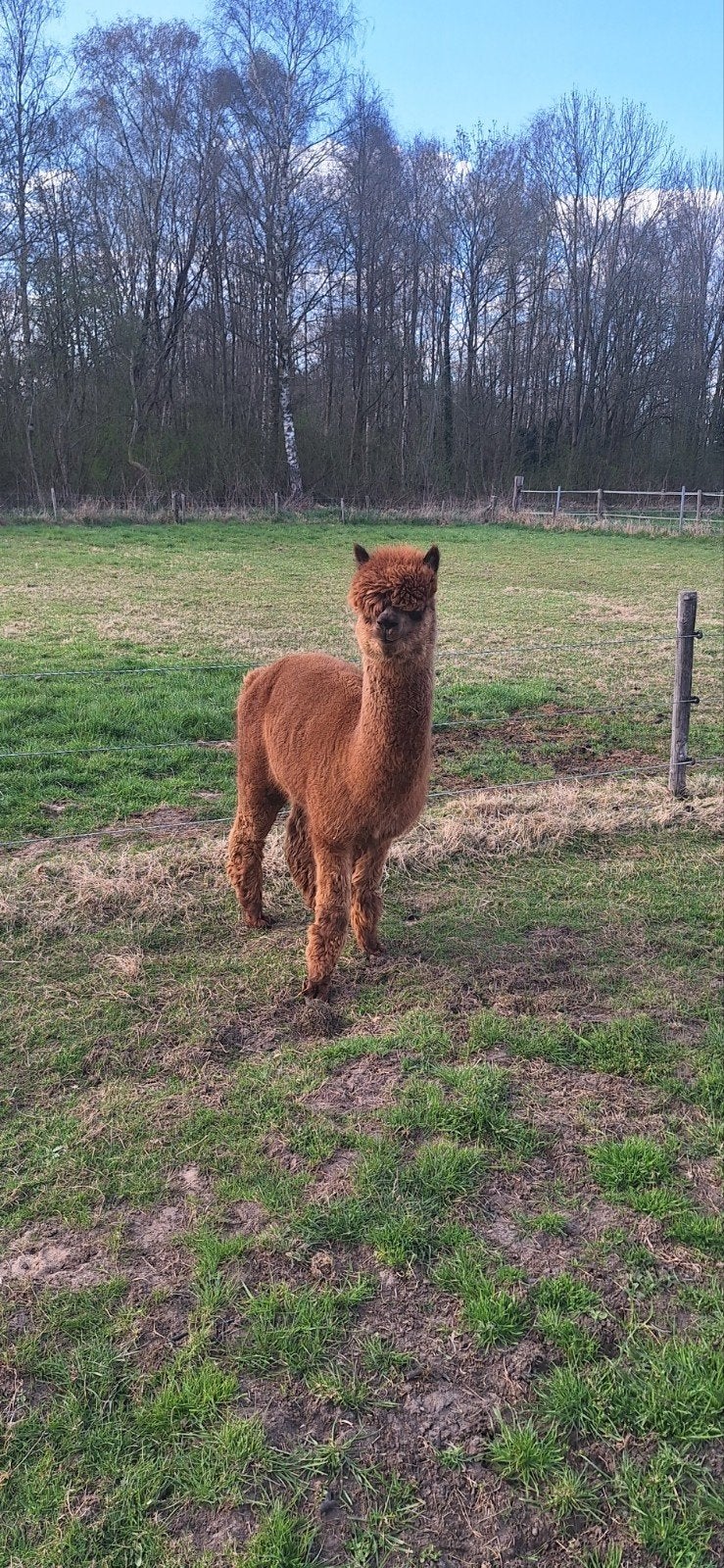 alpaca hengst, Maart, Mannelijk