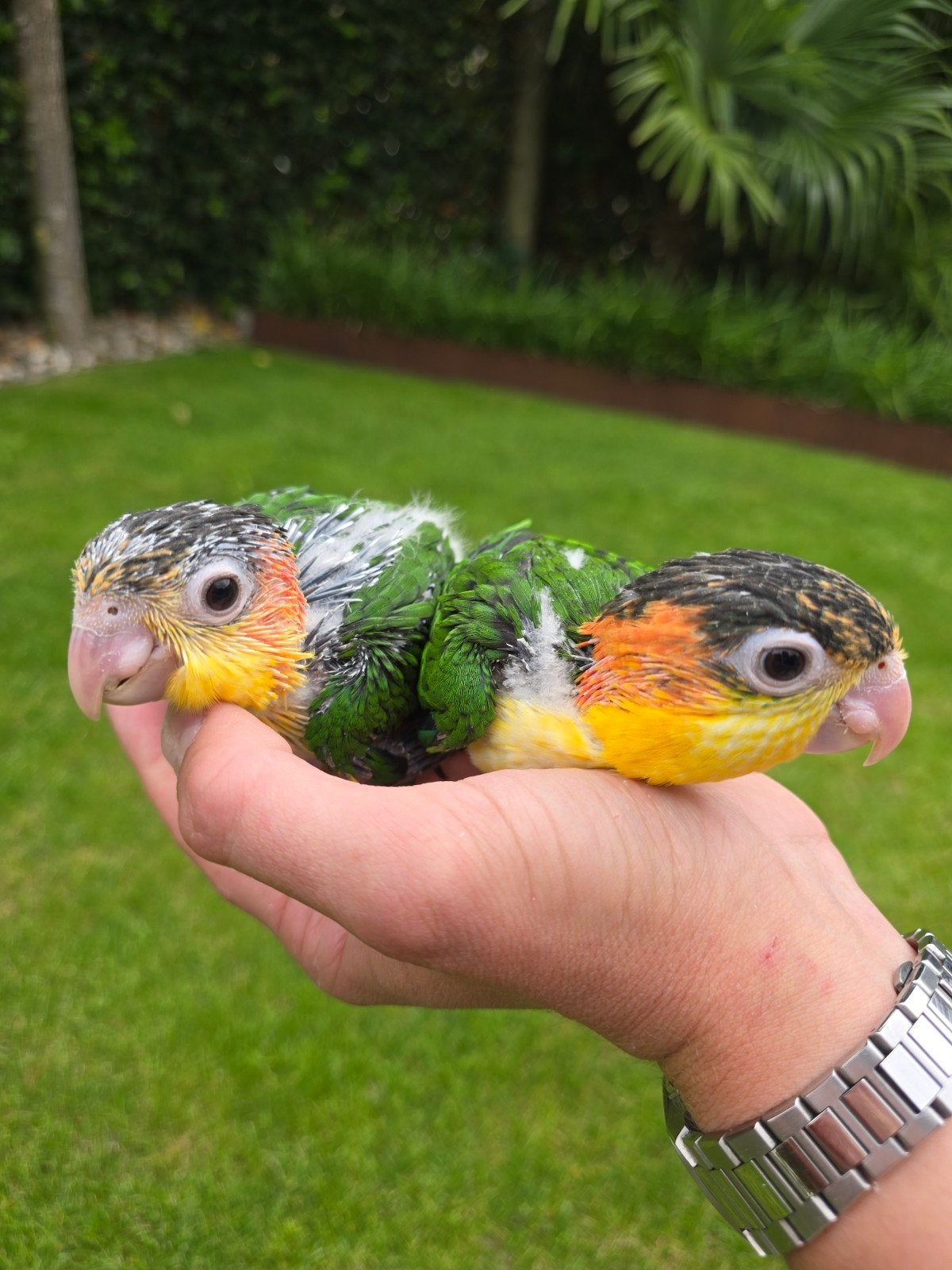 Super tamme baby Roestkop Caique's, Dieren en Toebehoren, Vogels | Parkieten en Papegaaien, Papegaai, Geringd
