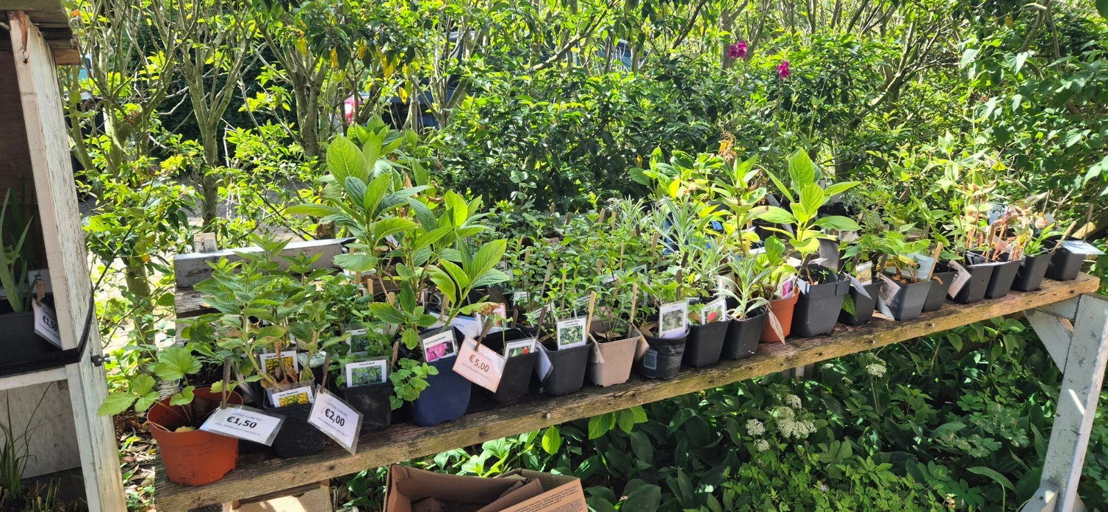 100% biologische tuinplanten, Ophalen, Overige soorten, Volle zon