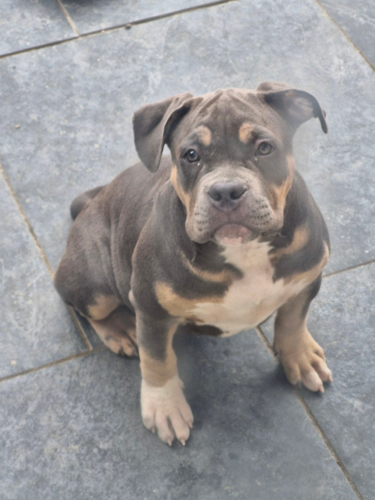 american bully pup, 15 weken tot 1 jaar, Teef, Eén hond, Nederland