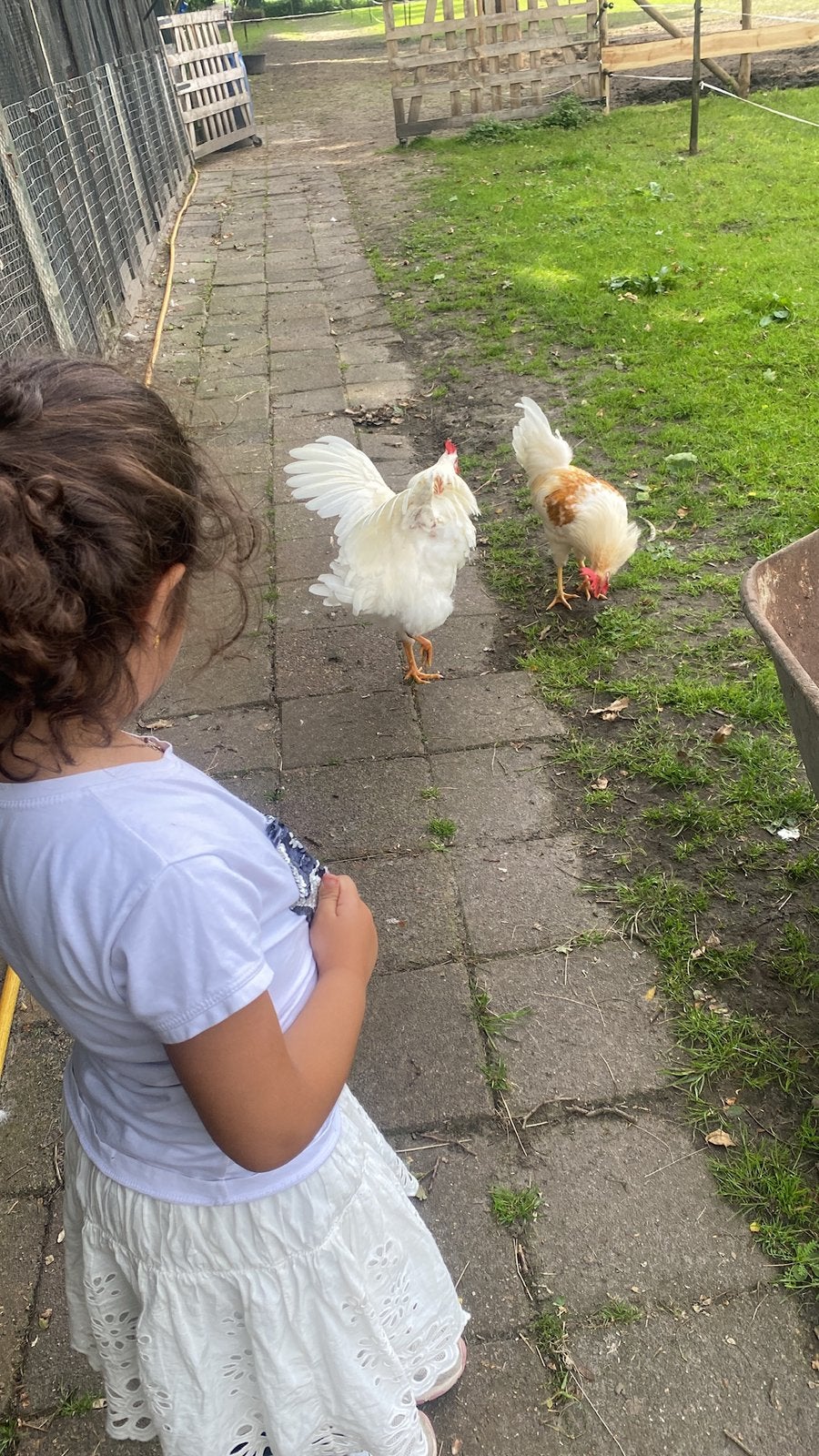 2 gratis hanen, Dieren en Toebehoren, Pluimvee, Mannelijk, Kip