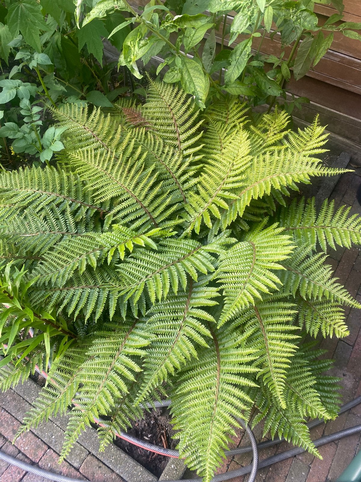 Varen, Tuin en Terras, Planten | Tuinplanten, Ophalen, Vaste plant, Varens, Halfschaduw