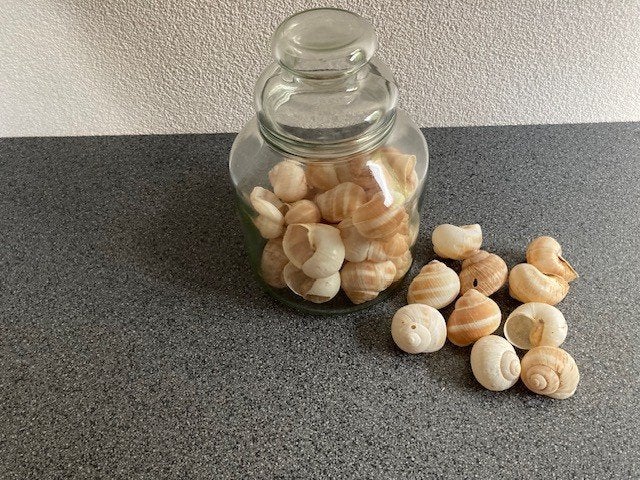 esgargots schelpen/slakkenhuisjes in glazen stopfles, Overige typen, Ophalen of Verzenden, Zo goed als nieuw, Natuurlijk materiaal