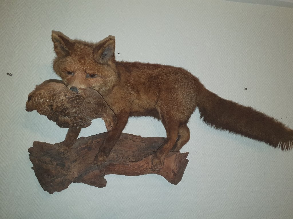 Realistische opgezette vos met een patrijs in zijn bek, Ophalen, Zo goed als nieuw, Wild dier, Opgezet dier
