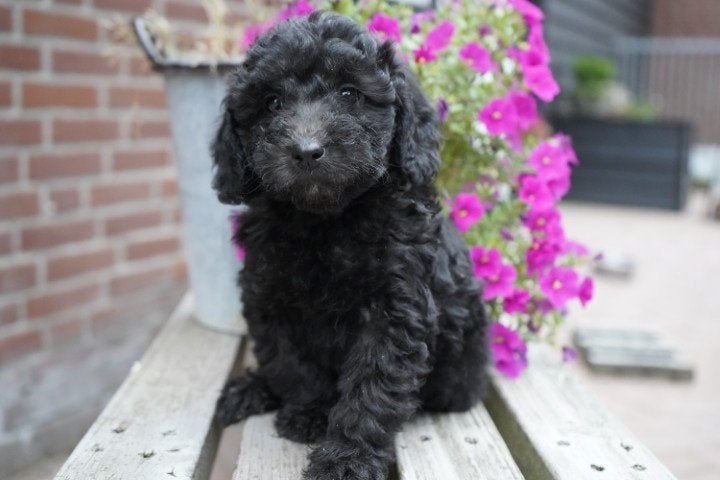 Mooie maltipoo pups te koop., Dieren en Toebehoren, Nederland, Overige rassen, 8 tot 15 weken, CDV (hondenziekte)