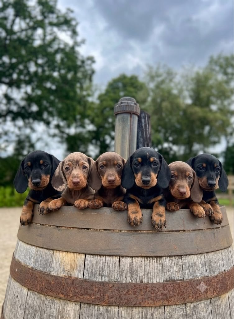 Hele mooie teckel puppy’s, Parvo, België, Particulier, 8 tot 15 weken