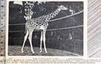 Artis 1917; aloela, de nieuwe kordofan-giraffe, Verzenden, Voor 1940, Gebruikt, Dier