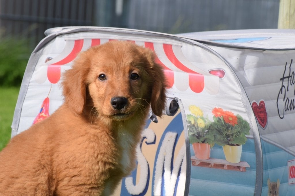 Nova Scotia duck tolling retriever pups, België, Overige rassen, 8 tot 15 weken, Meerdere