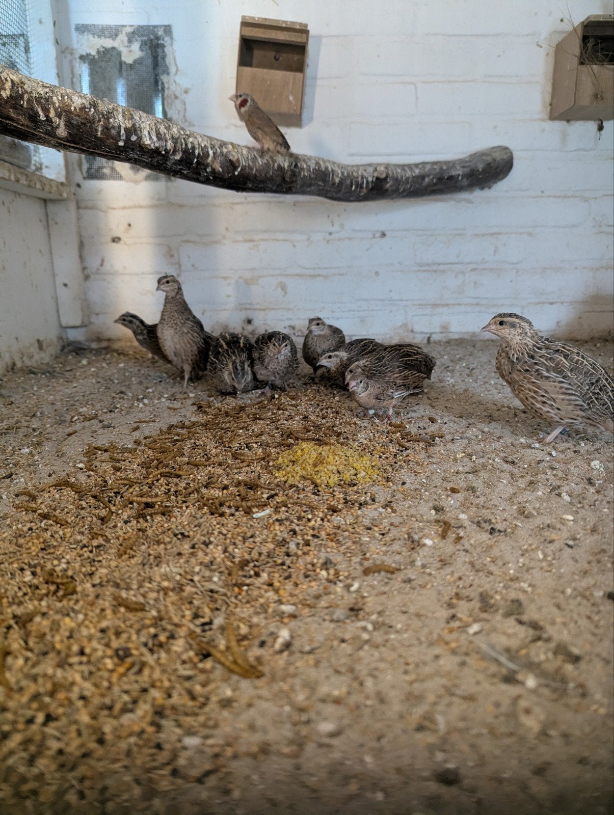 Kwartels, meerdere soorten, Meerdere dieren