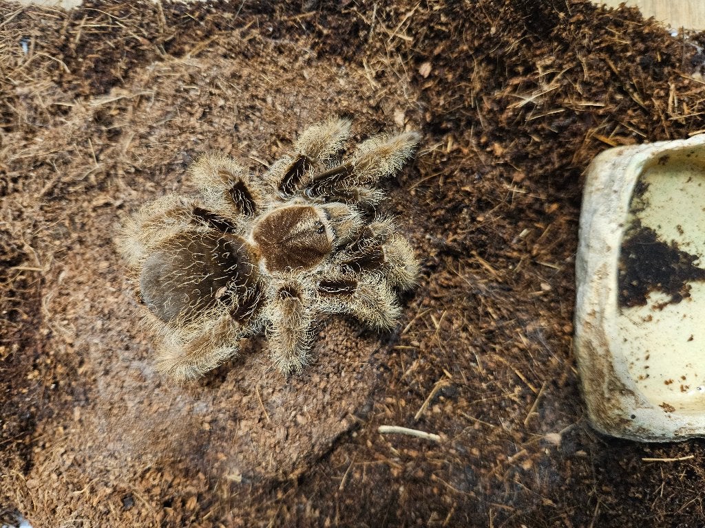 Tliltocatl albopilosum Niguragua Krulhaarvogelspin, Dieren en Toebehoren, Spin of Schorpioen