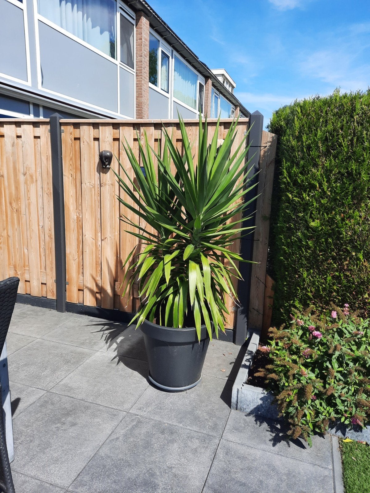 2 grote Yucca's te koop, Tuin en Terras, Volle zon, 100 tot 250 cm, Zomer, Overige soorten