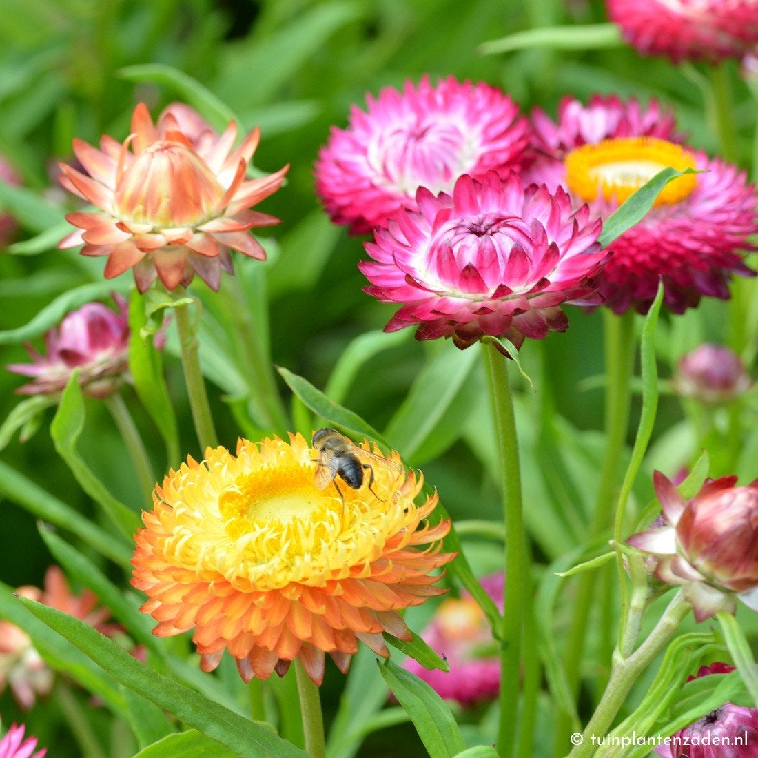 Uit de biologische moestuin: Strobloemen, zaden, Ophalen of Verzenden, Voorjaar, Volle zon, Zaad