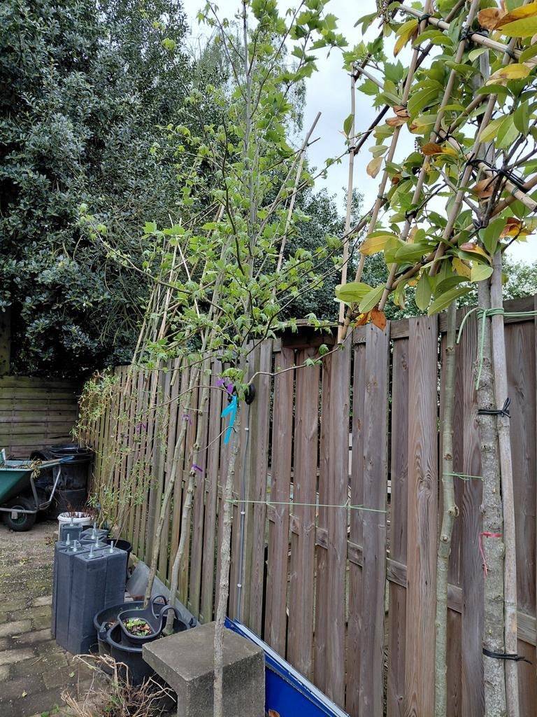 Liquidambar  amberboom  boom van 300cm hoog, Ophalen