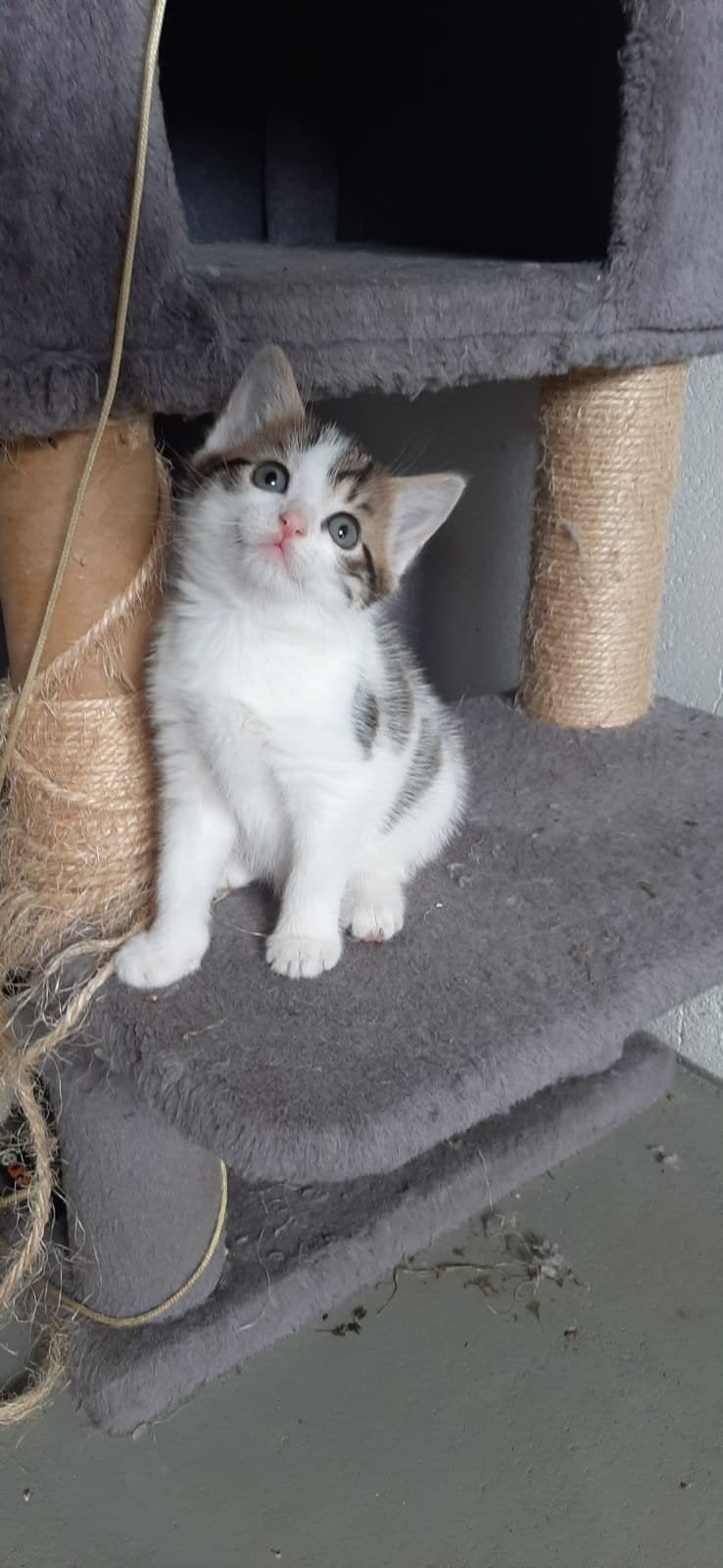 Mooie kittens, Meerdere dieren, Ontwormd