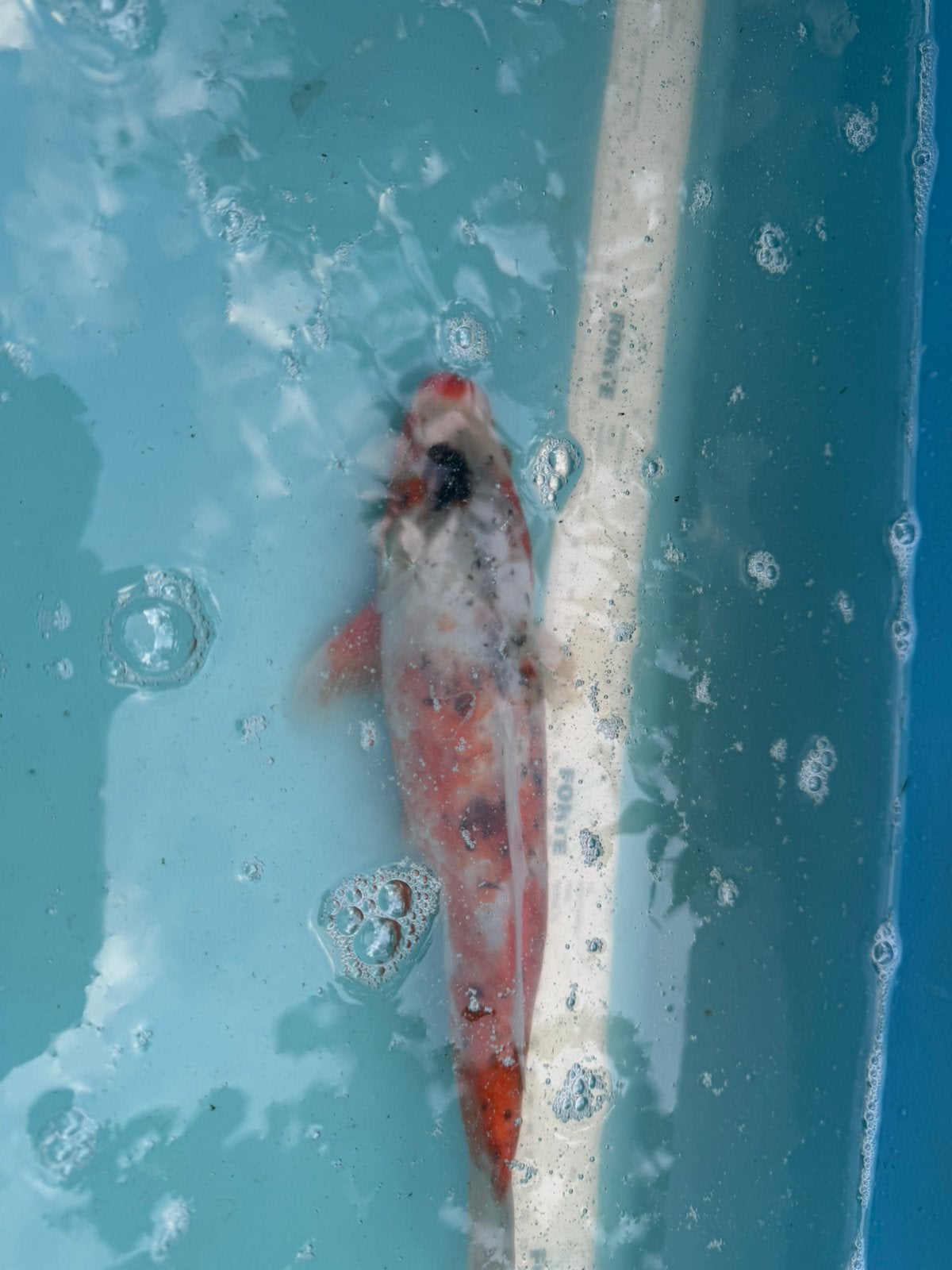 Sanke koi, Karper of Koi