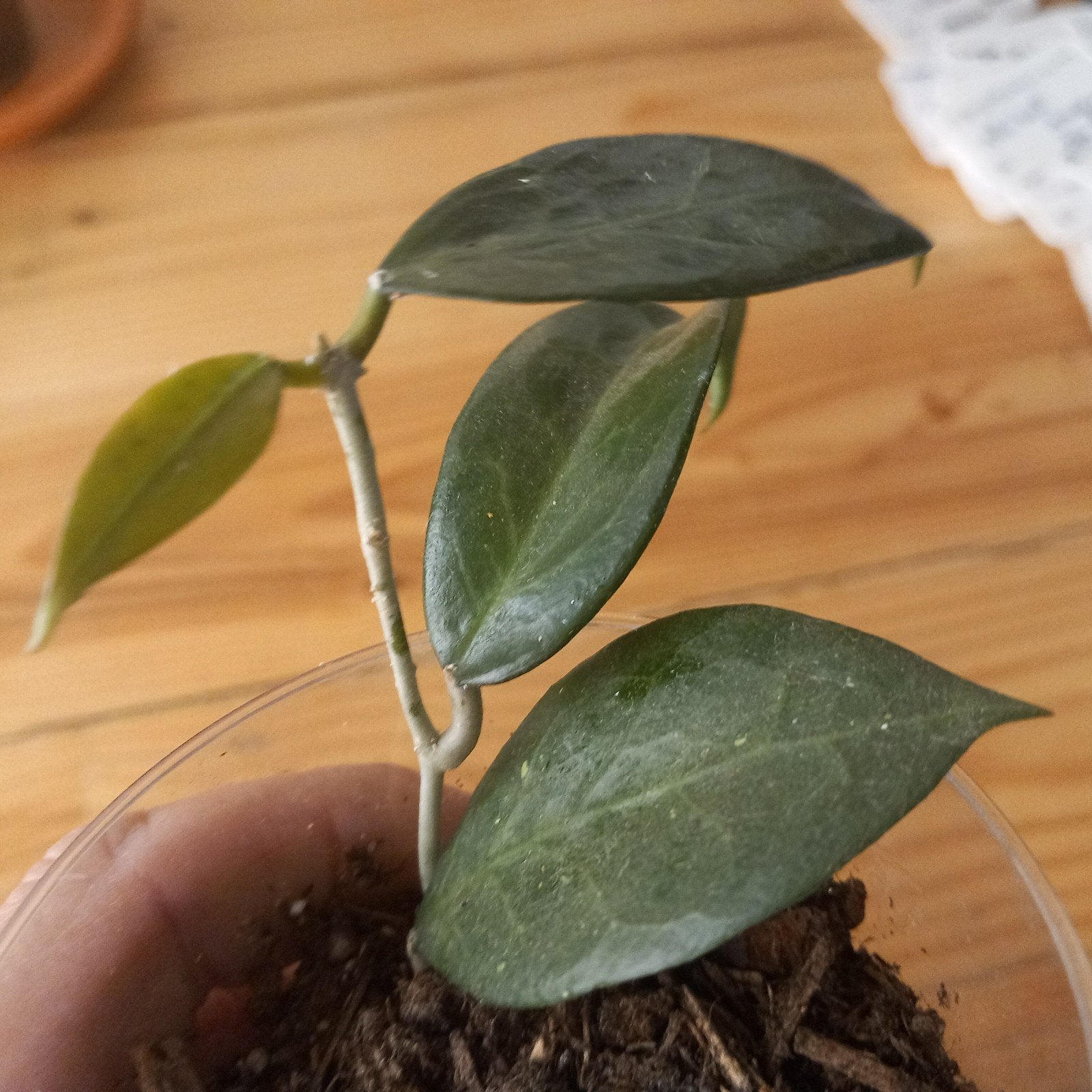 hoya sp pati stek nr 3-16, Huis en Inrichting, Ophalen of Verzenden, Halfschaduw, Minder dan 100 cm