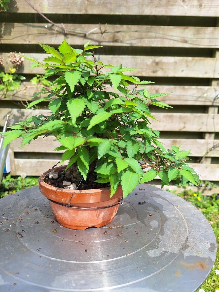 Bonsai Zelkova shohin bonsai, Ophalen, Overige soorten, Halfschaduw