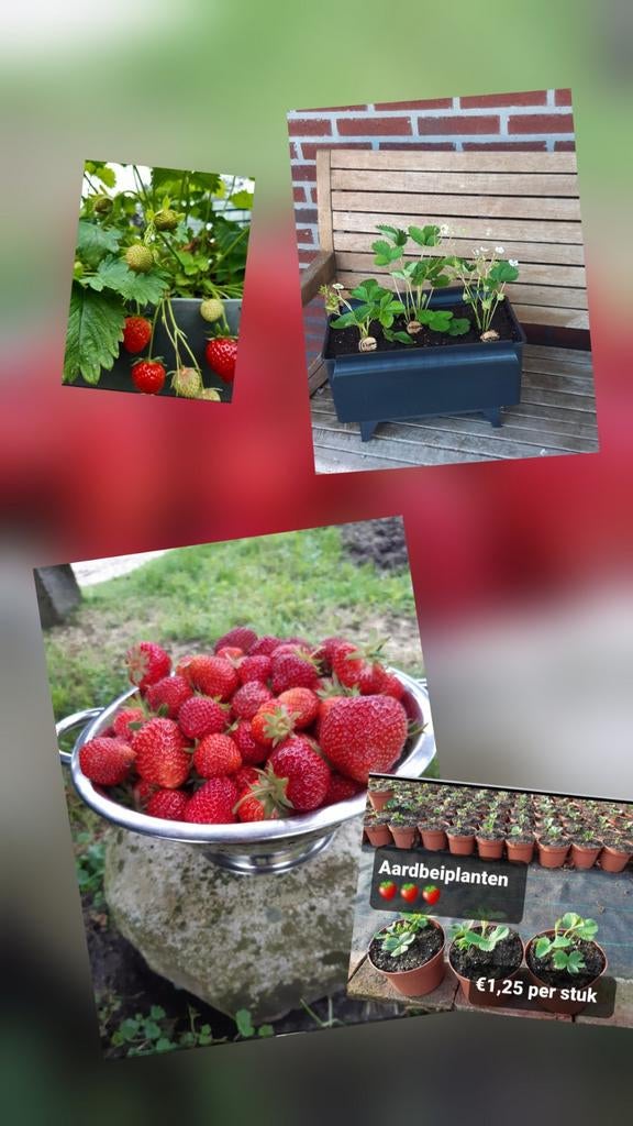 AARDBEIEN PLANTEN, Tuin en Terras, Planten | Tuinplanten, Volle zon, Vaste plant, Ophalen of Verzenden, Zomer