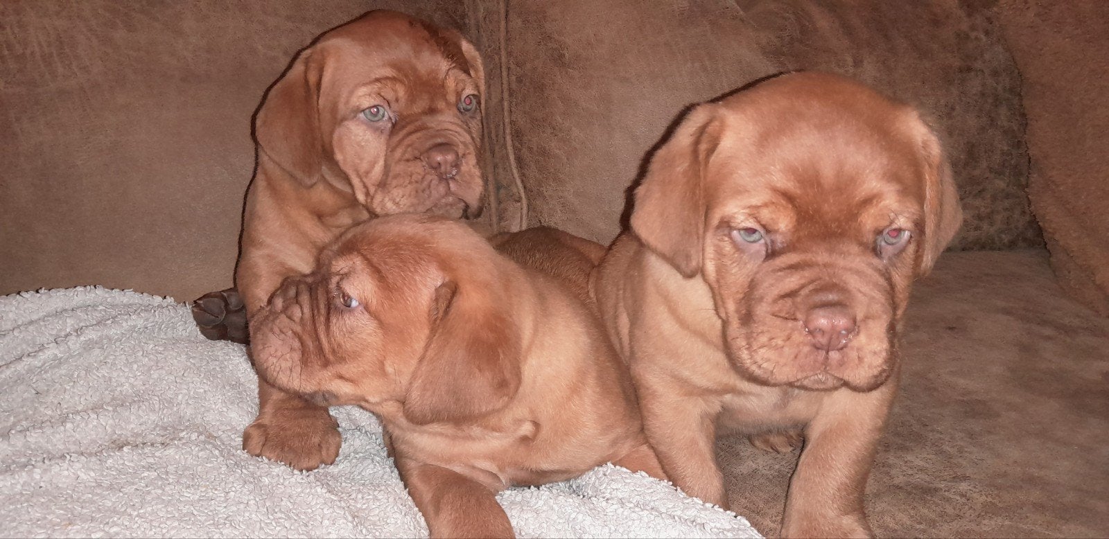bordeauxdog pups bordeaux dog, Dieren en Toebehoren, Overige rassen, CDV (hondenziekte), 8 tot 15 weken, Meerdere
