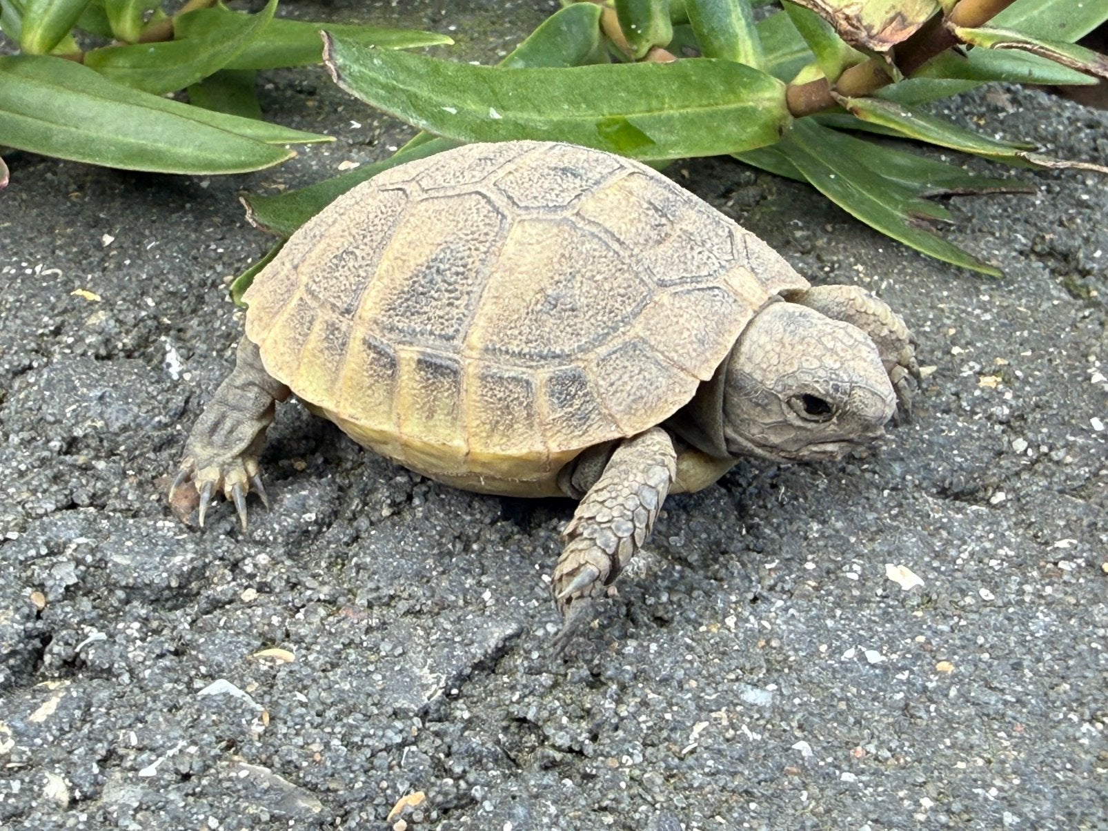 Testudo hermanni boetgerie + testudo marginata, Dieren en Toebehoren, Schildpad, 0 tot 2 jaar