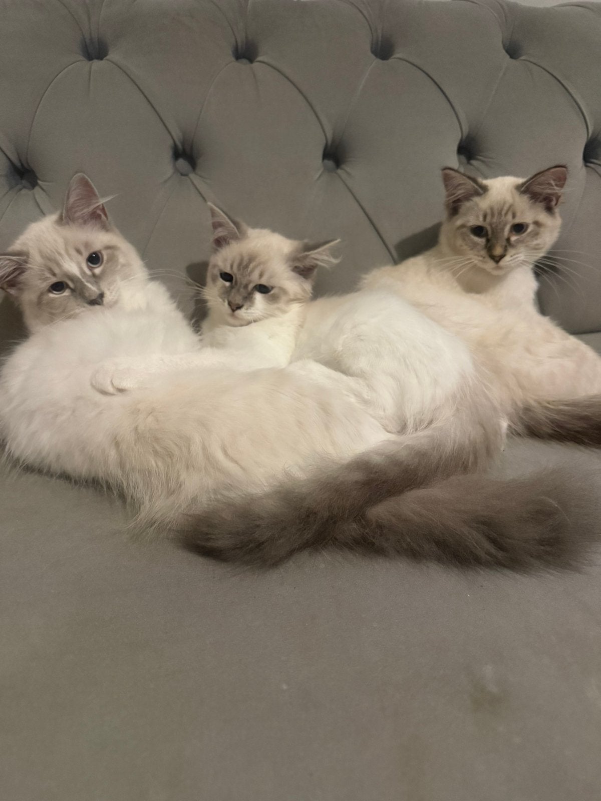 Siberische kittens, Dieren en Toebehoren, Meerdere dieren, Ontwormd, 0 tot 2 jaar