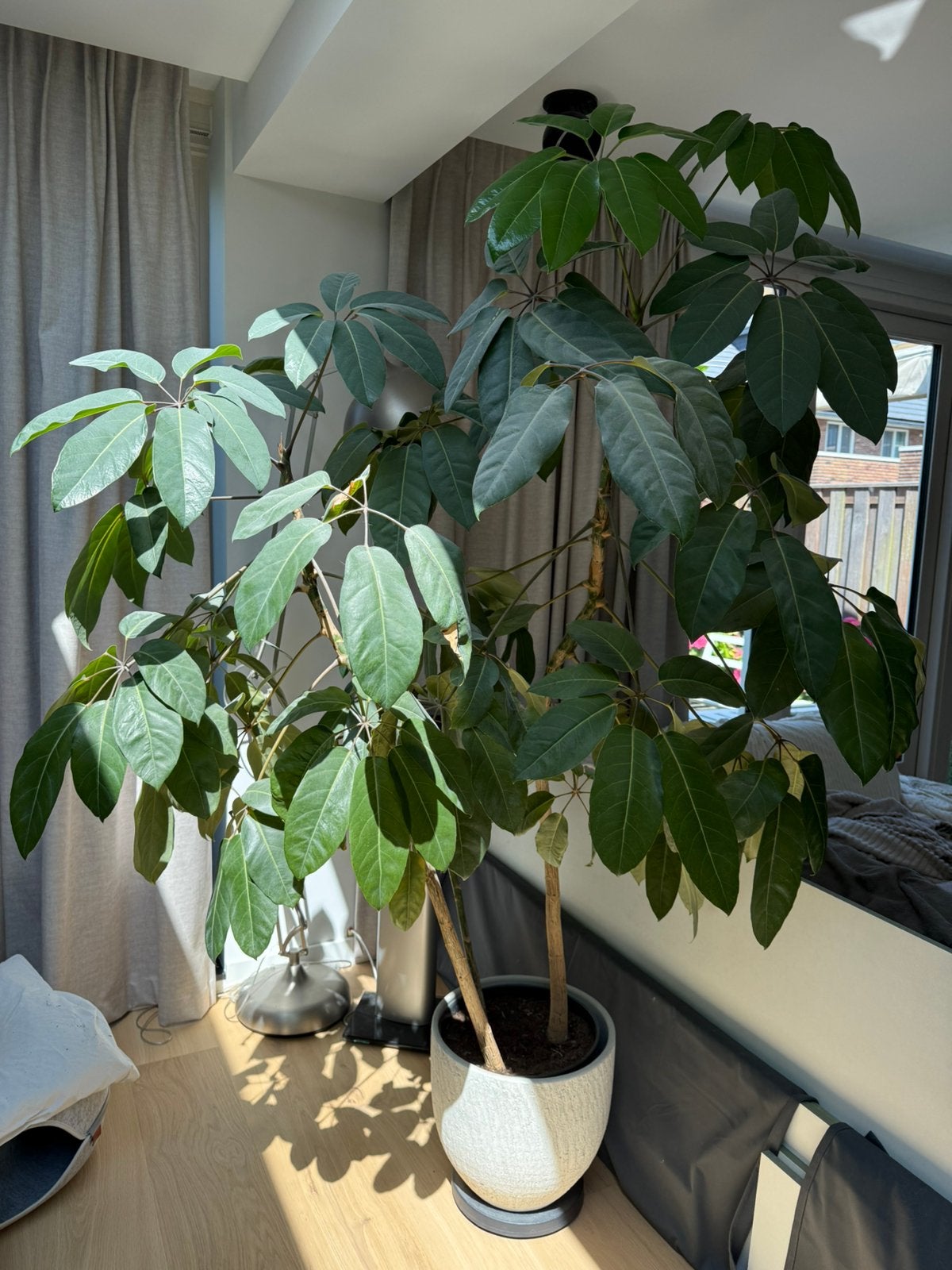 Grote Schefflera plant, Ophalen, 200 cm of meer, Overige soorten, Halfschaduw