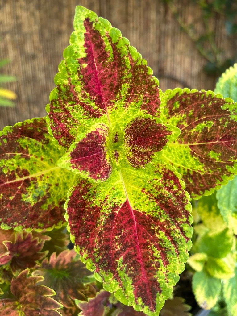 Coleus topstek✂️, Bloeiende kamerplant, Ophalen of Verzenden, Halfschaduw, Minder dan 100 cm