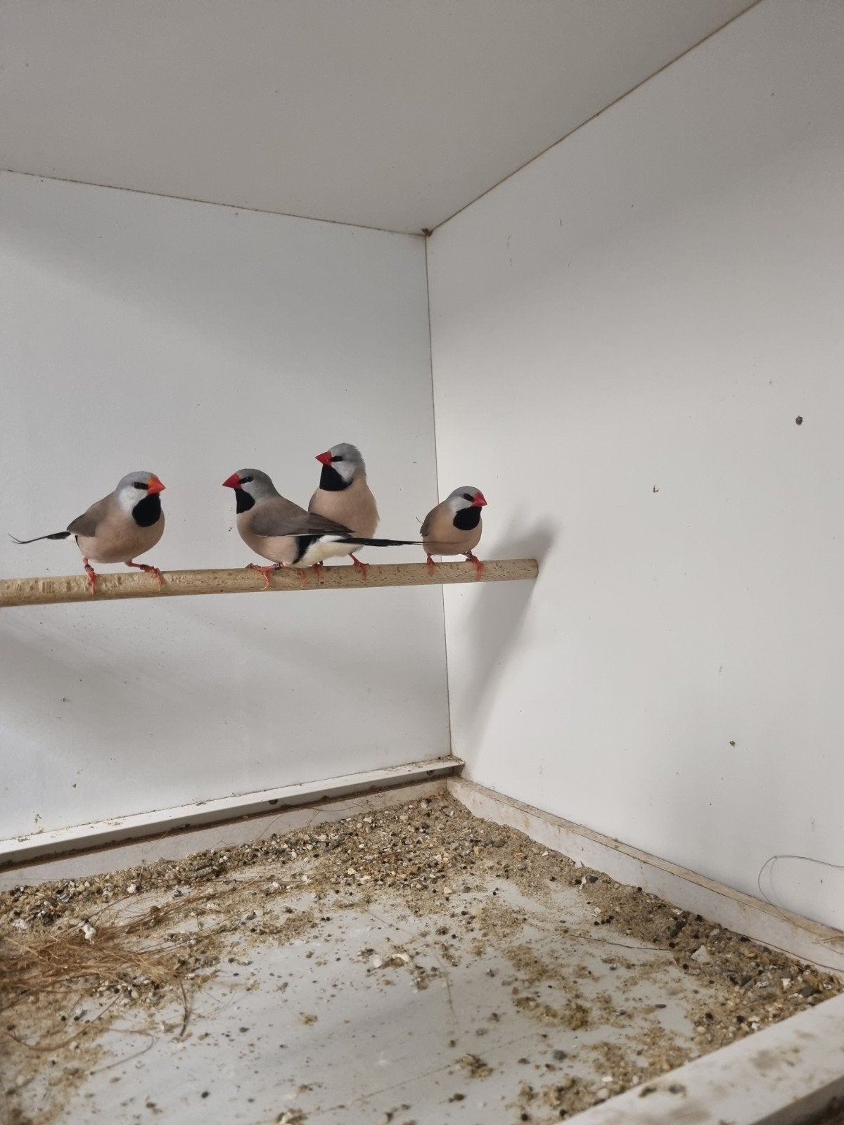 mooie spitsstaartamadine, Dieren en Toebehoren, Mannelijk, Tropenvogel, Geringd