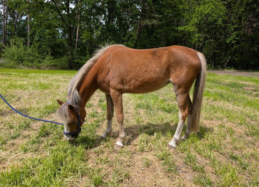 Brave pony voor bosritten, Merrie, Met stamboom, A pony (tot 1.17m), 3 tot 6 jaar