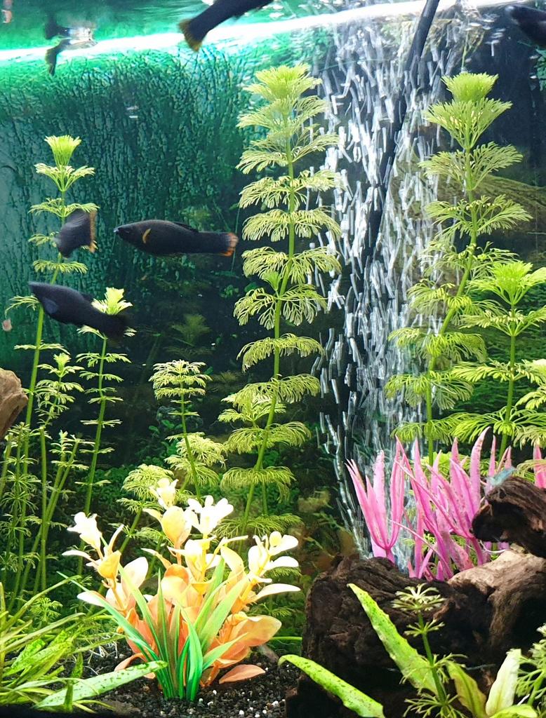 Black Mollie visjes, Dieren en Toebehoren, Vissen | Aquariumvissen, Vis, Zoetwatervis