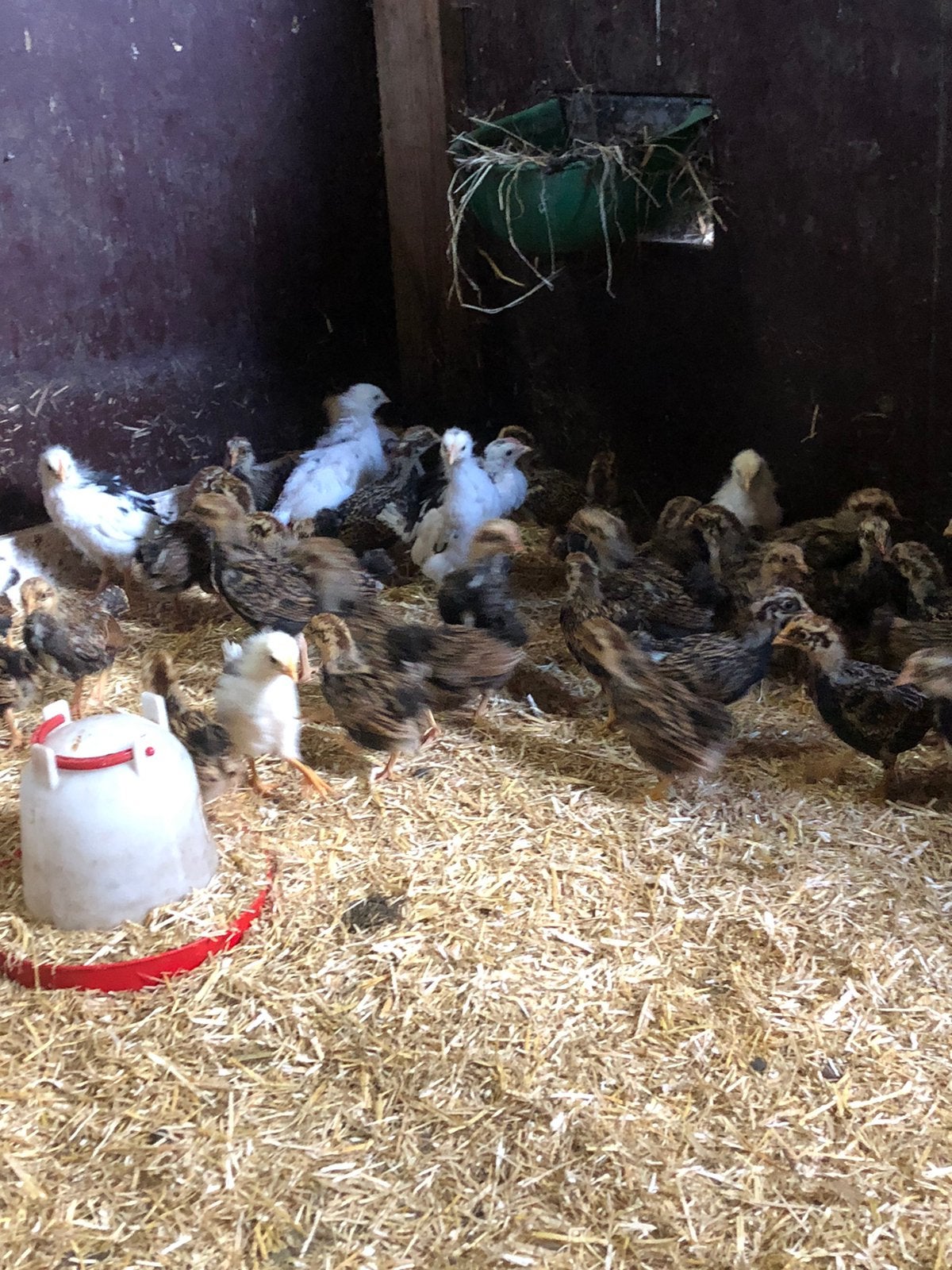 Barnevelder kriel kuikens, Geslacht onbekend, Kip