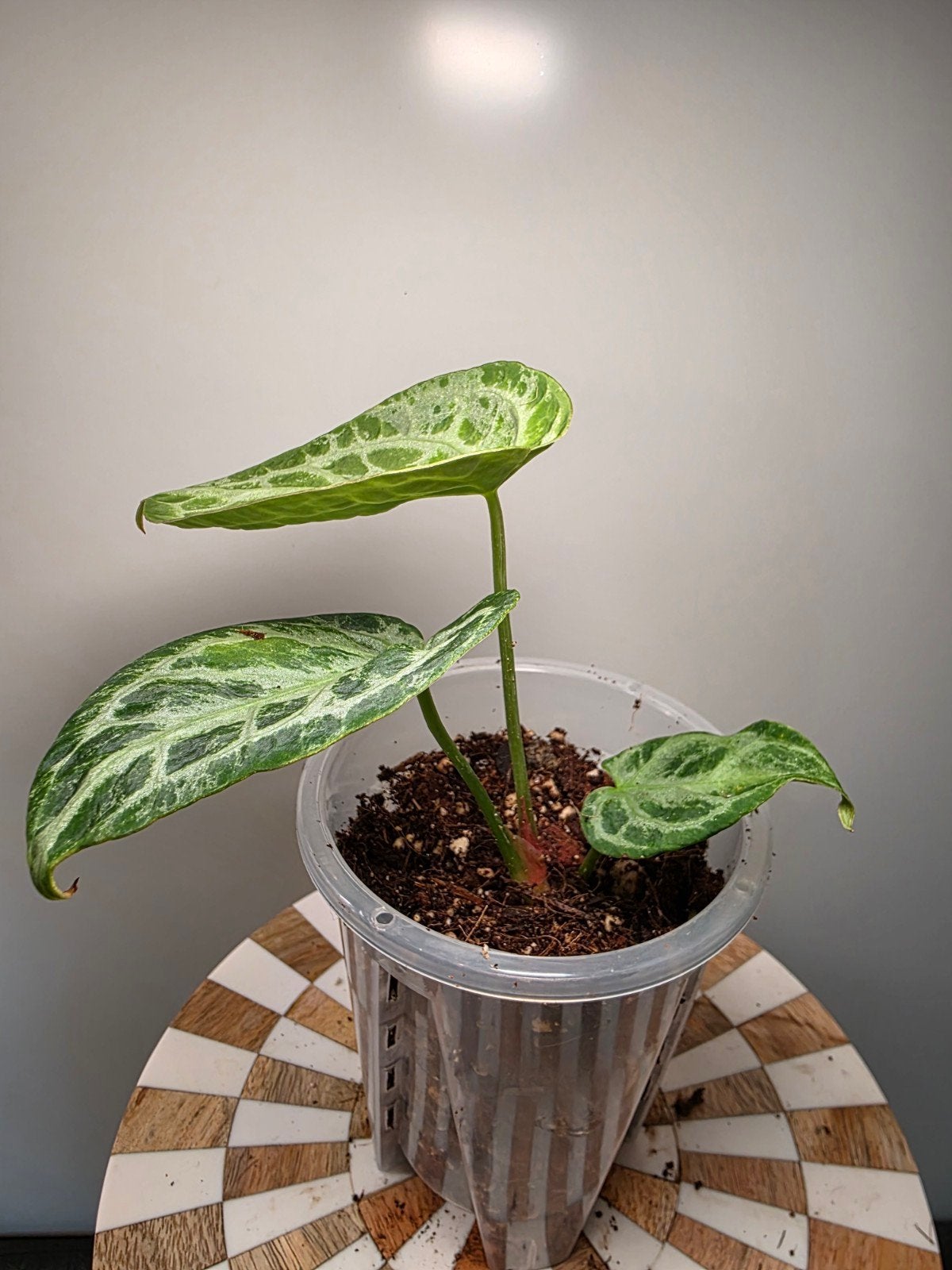 Anthurium Silver Blush Mint/Blister Variegation Clone, Ophalen of Verzenden, Halfschaduw, Minder dan 100 cm