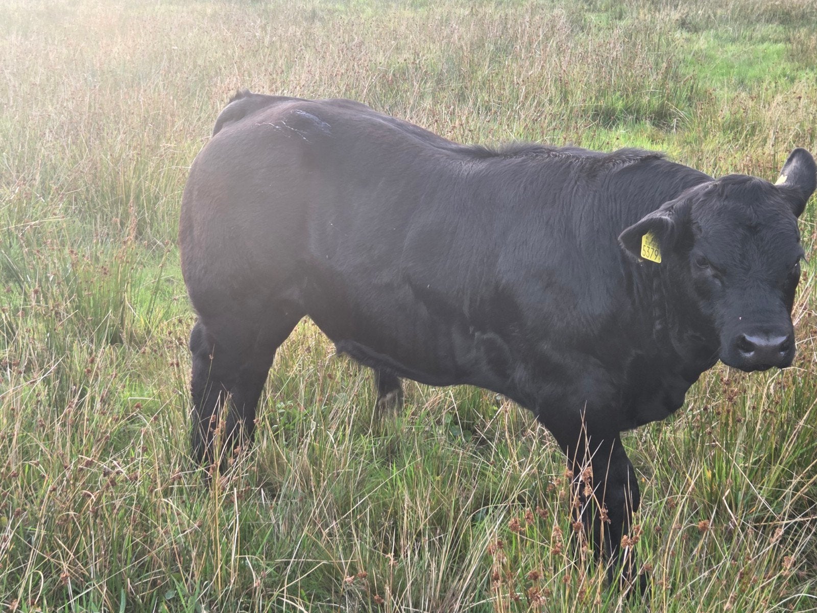 black angus  kalveren