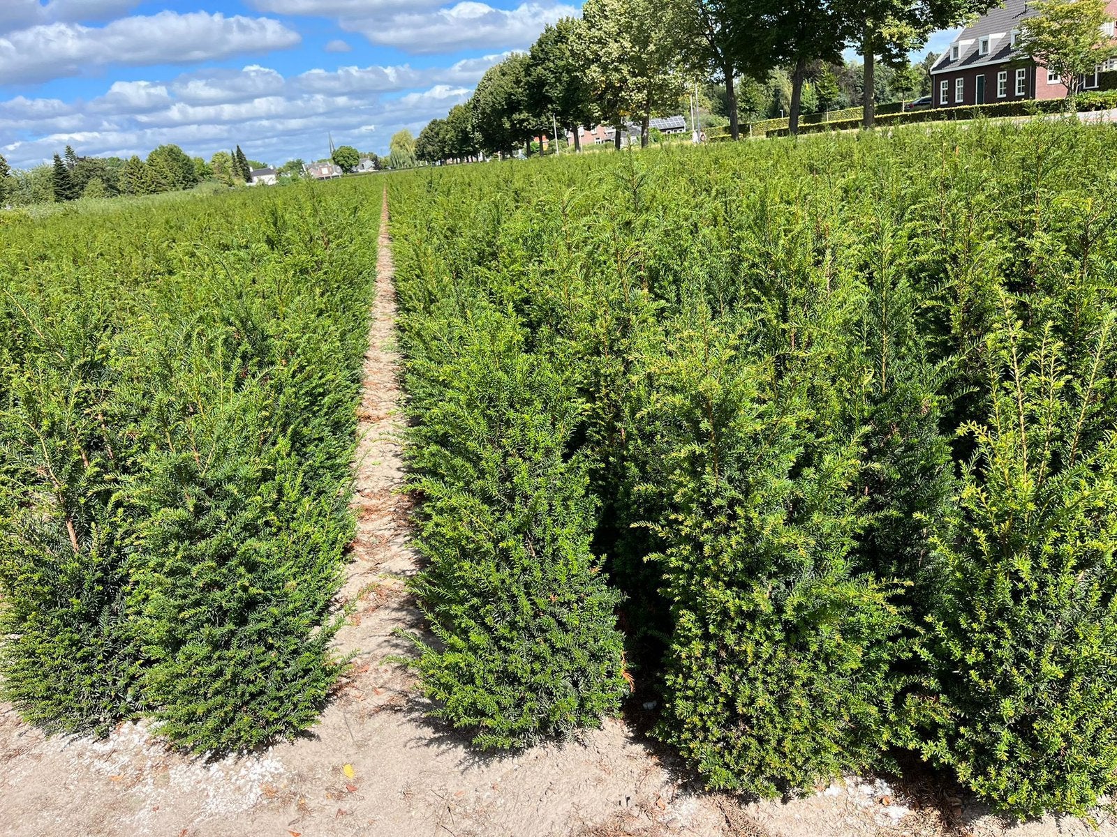 Taxus baccata / meerdere maten / zware kwaliteit, Ophalen of Verzenden, Taxus, Minder dan 100 cm