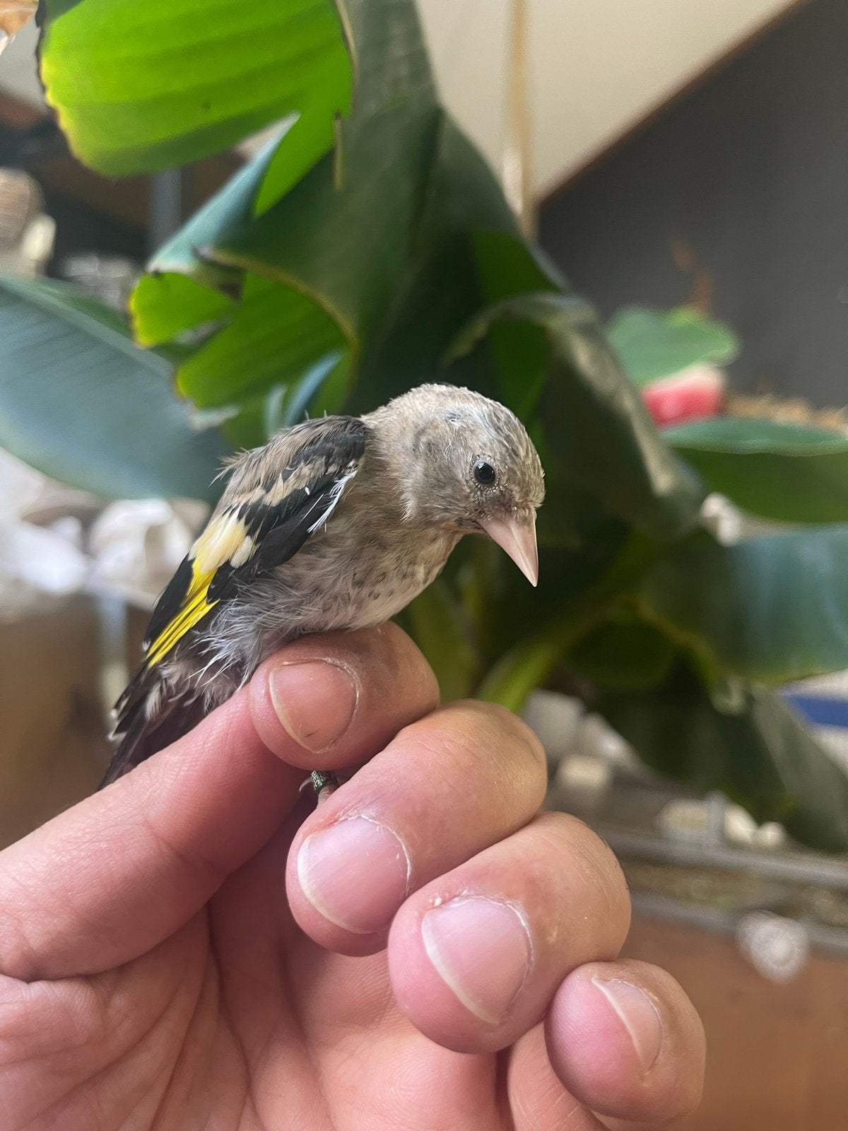 Jonge kleine putter, Dieren en Toebehoren, Vogels | Overige Vogels, Mannelijk, Wildzangvogel