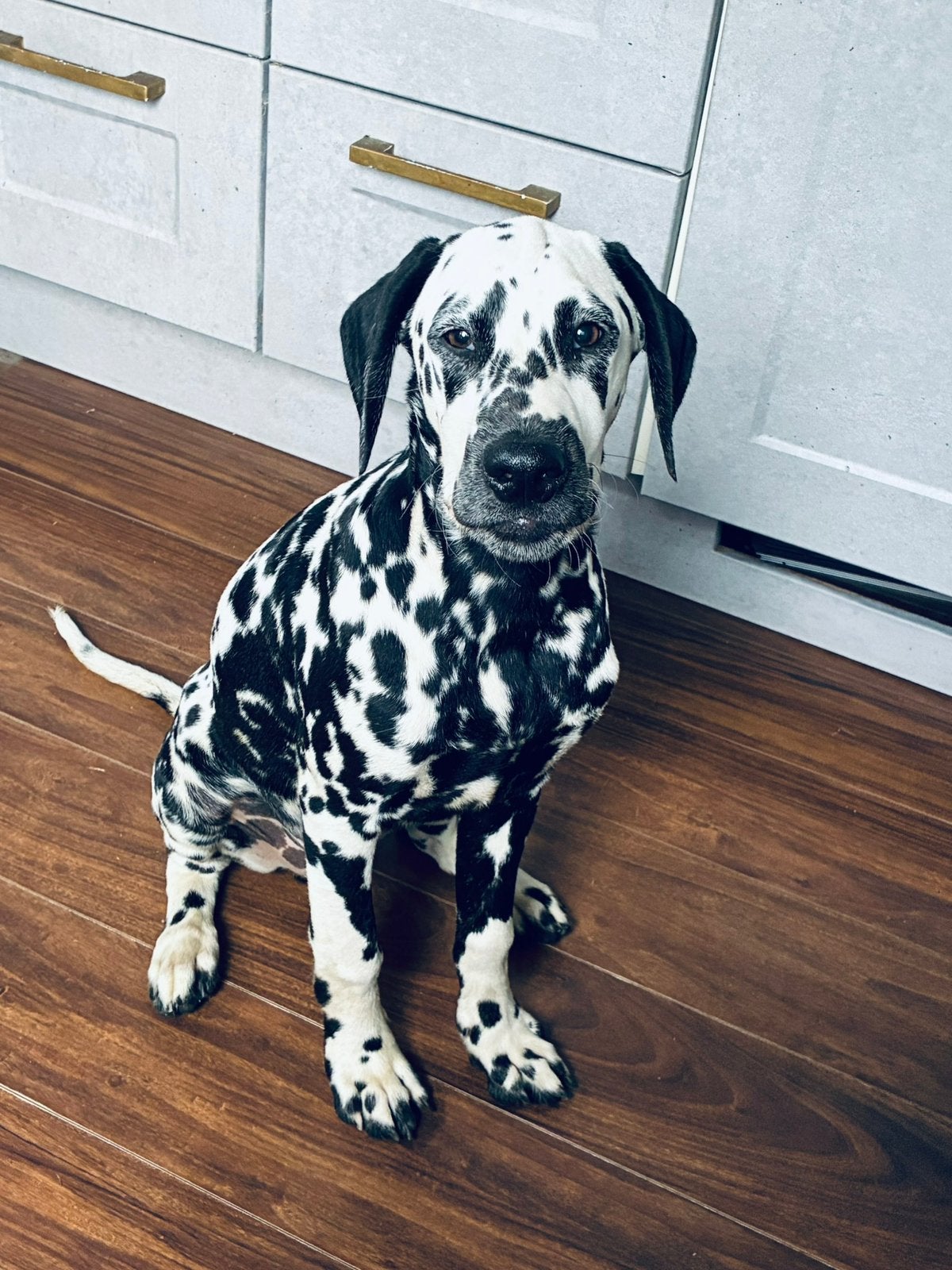Dalmatiër reu, 8 tot 15 weken, Eén hond, Nederland, Particulier