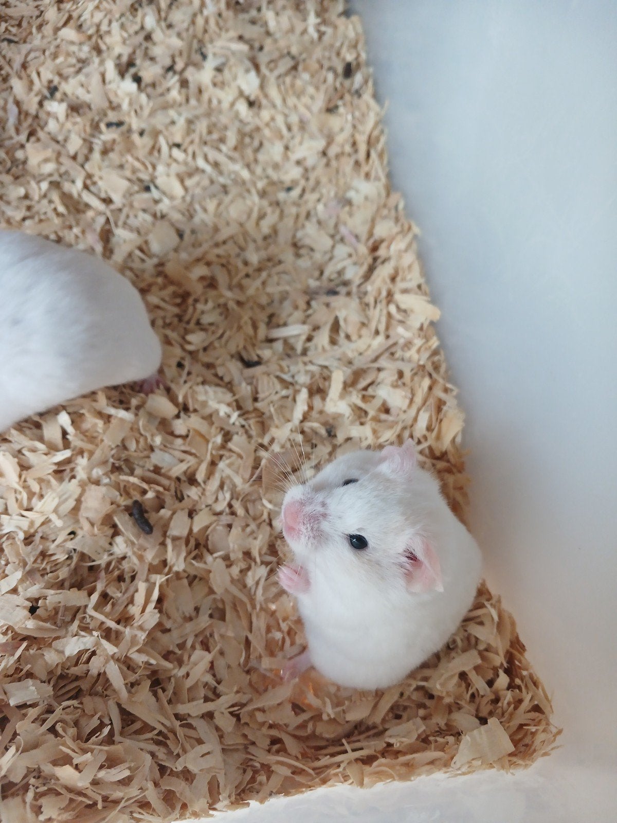 Goudhamster vrouwtjes, Mei, Vrouwelijk, Hamster