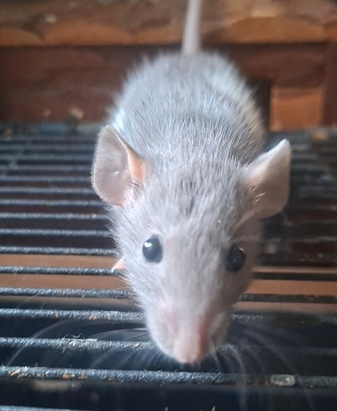 Jonge ratjes️, Dieren en Toebehoren, September, Meerdere dieren, Rat