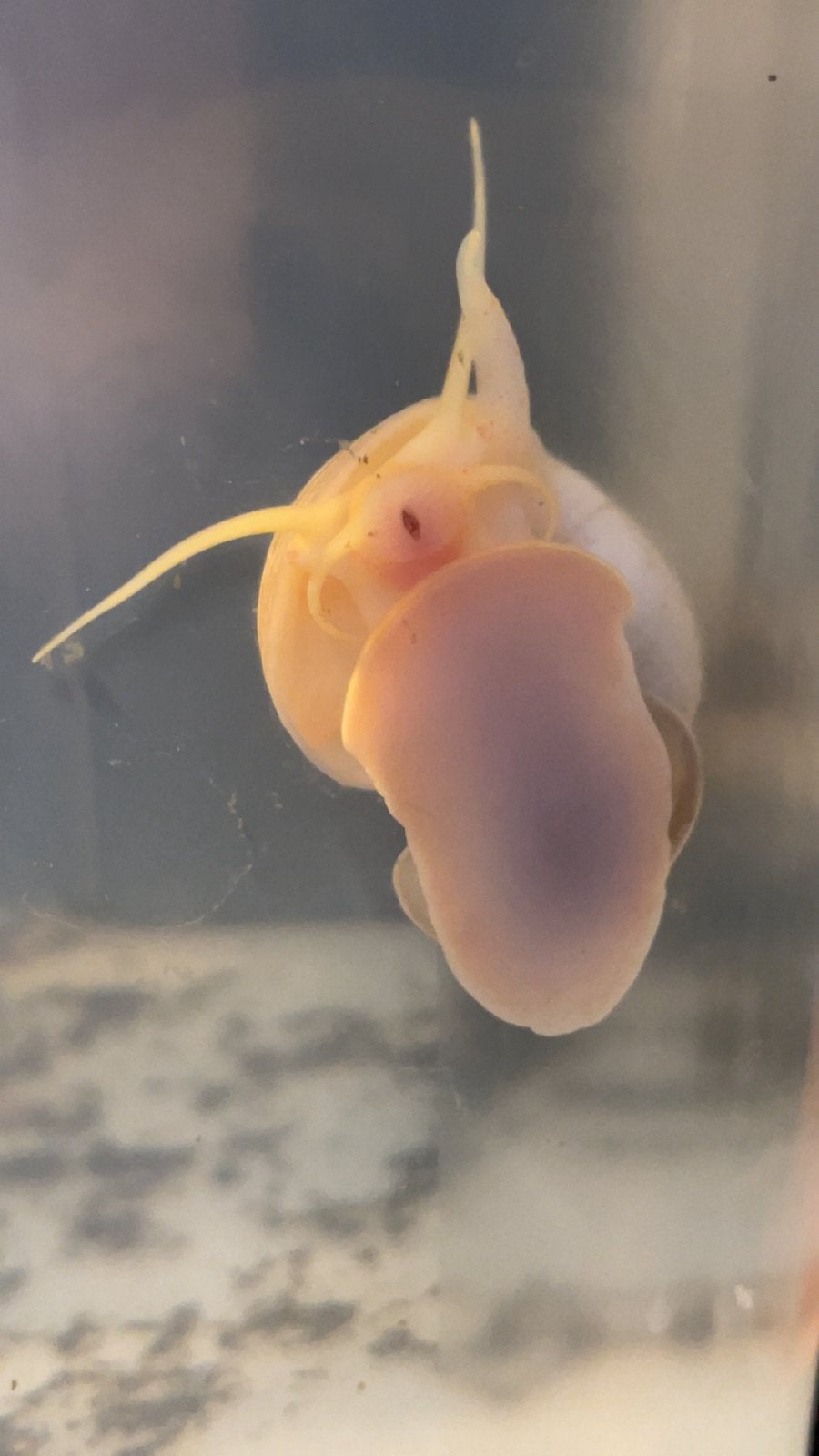 Diverse Pomacea appel slakken, Slak of Weekdier, Zoetwatervis, Schoolvis