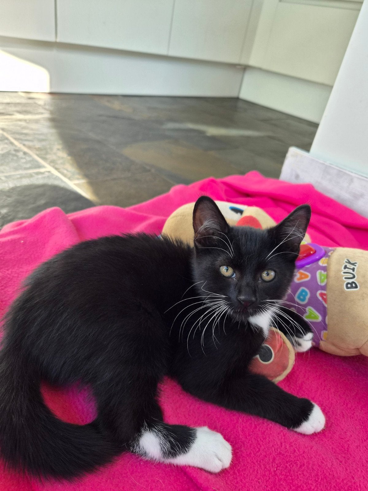 Nog 3 schattige kittens 🥰, Kater