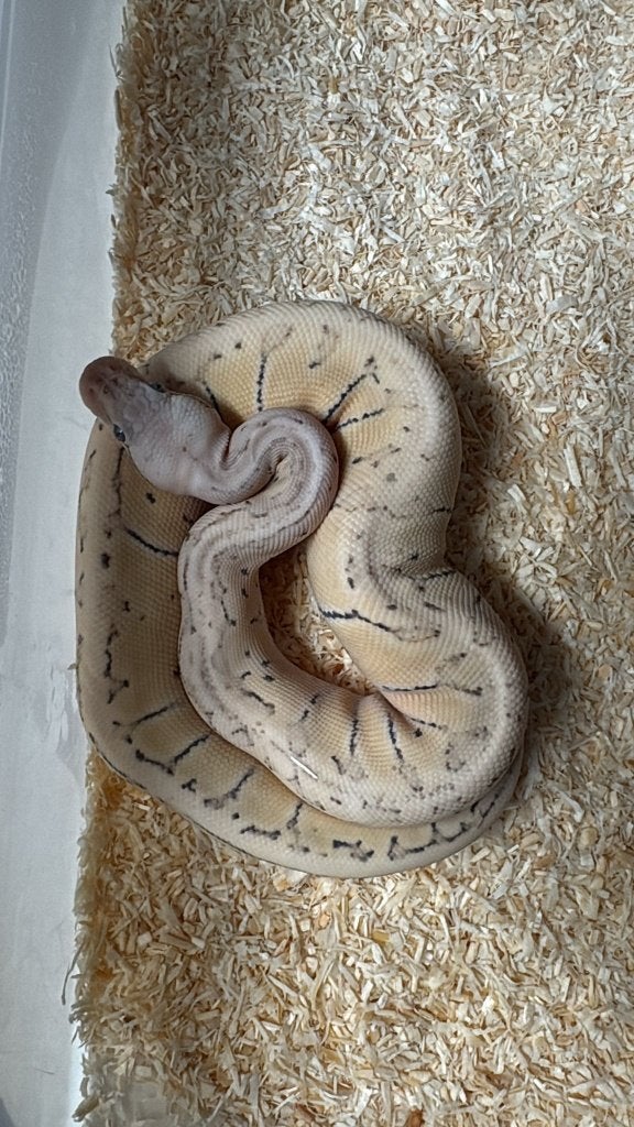 Ballpython - Pastel pinstripe dessert ghost - 0.1 - 2025 Ball Python - female for sale from Aquadeco