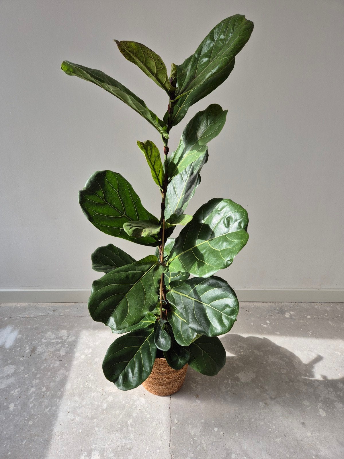 Ficus Lyrata - Vioolbladplant in pot, Ophalen, Ficus, 100 tot 150 cm, Halfschaduw
