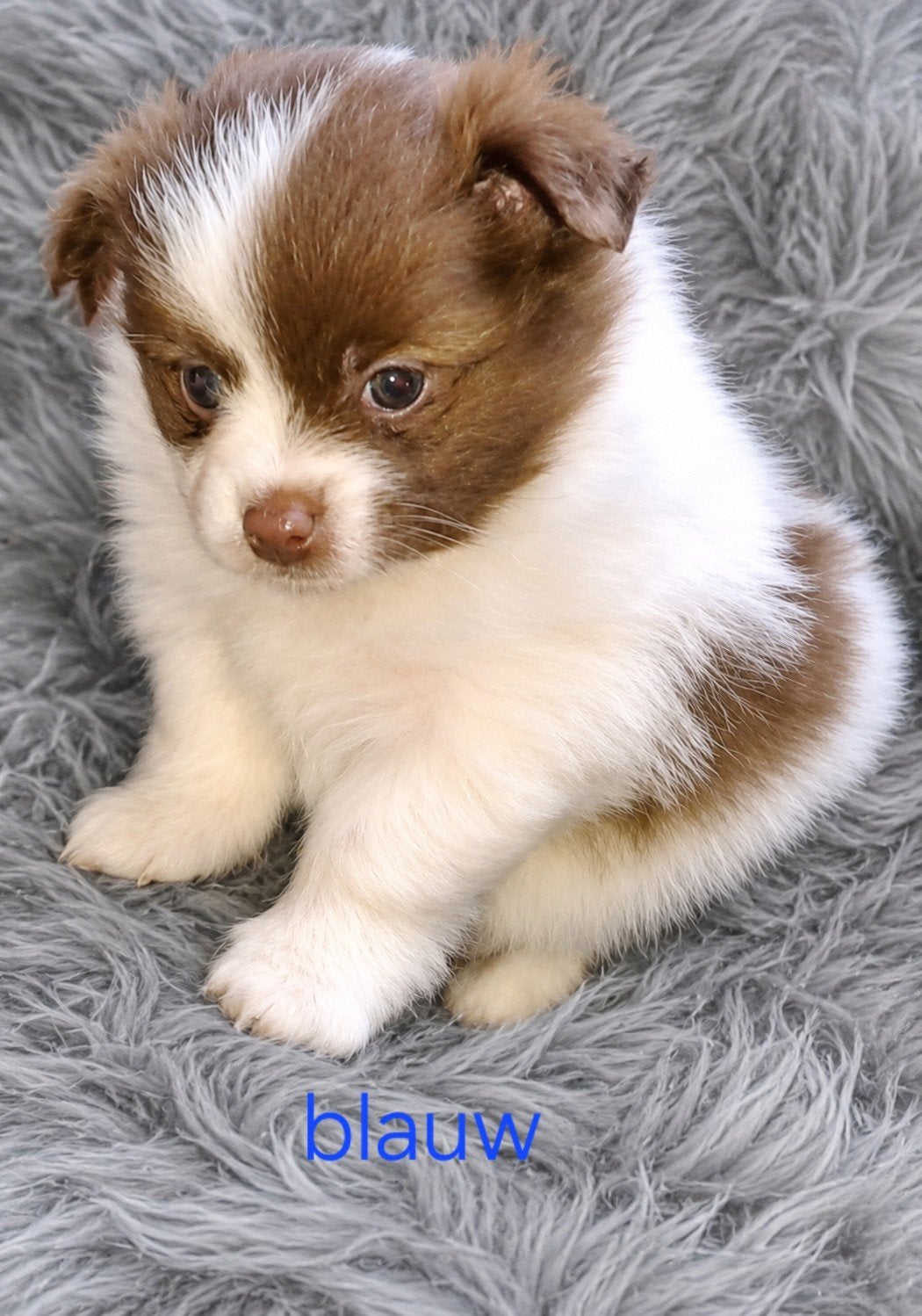 1 Prachtige Puppy/Tibetaanse Spaniël /Chihuahua/Pomeriaan, Dieren en Toebehoren, Honden | Poolhonden, Keeshonden en Oertypen, 8 tot 15 weken