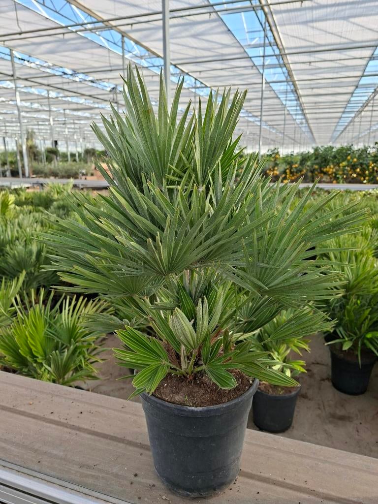 Chamaerops Vulcano pot24 - Winterharde palm, Ophalen, Overige soorten, Volle zon