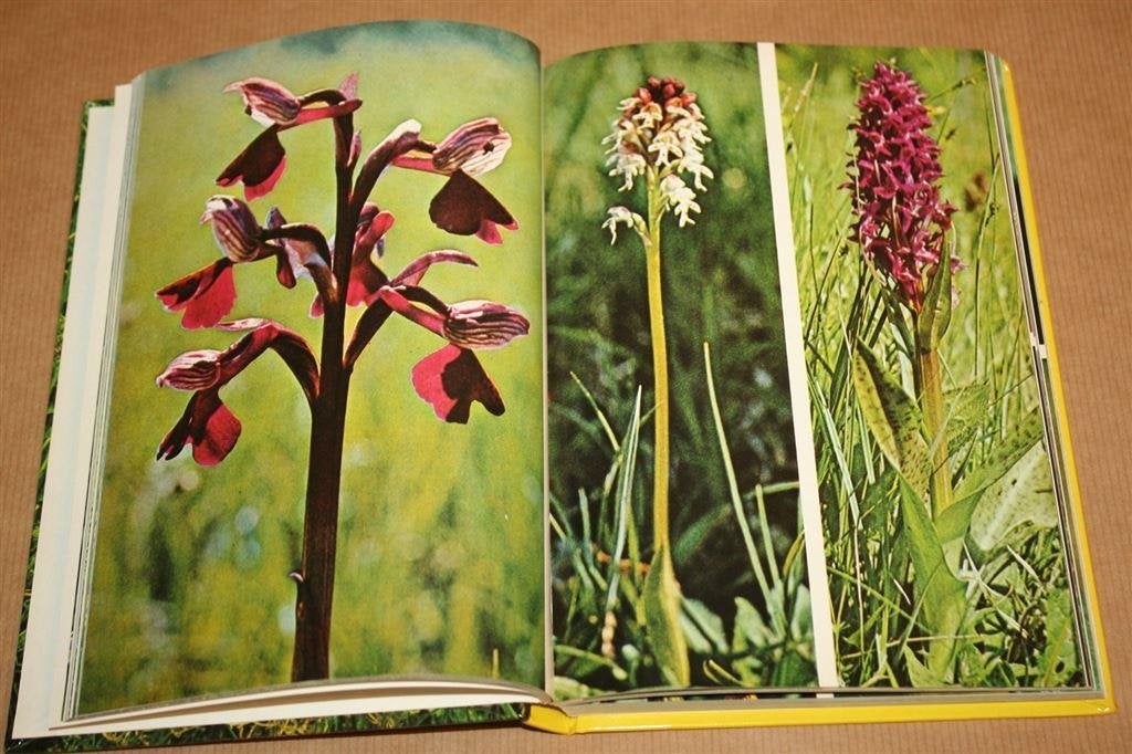 Weidebloemen en akkerbloemen - Helmut Freitag, Ophalen of Verzenden, Gelezen, Bloemen, Planten en Bomen