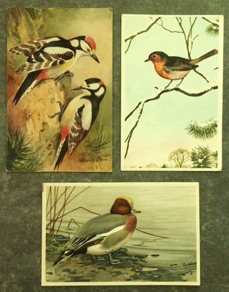 Ansicht Vogels Specht Roodborstje Smient, Ophalen of Verzenden, 1940 tot 1960, Vogel